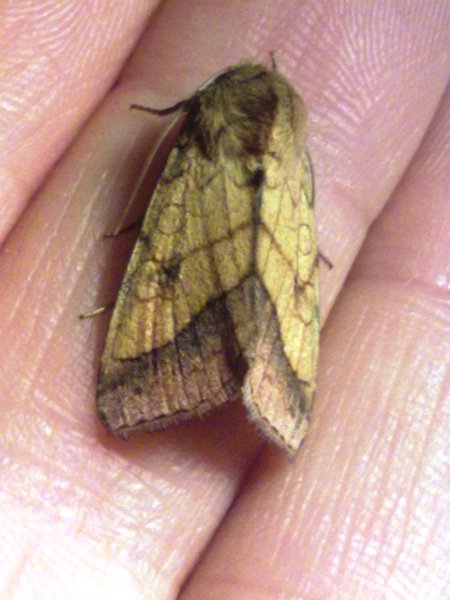 Pyrria umbra? - S